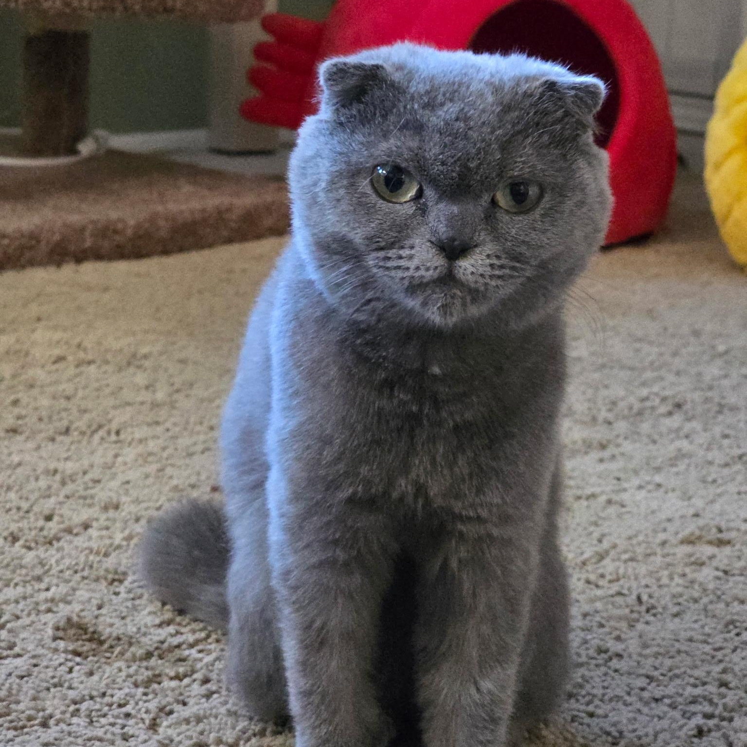Pearl, a Adopted Scottish Fold in Pittsburgh, PA image 3/6