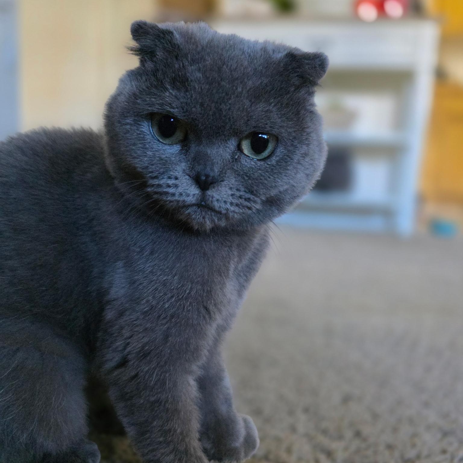 Pearl, a Adopted Scottish Fold in Pittsburgh, PA image 4/6