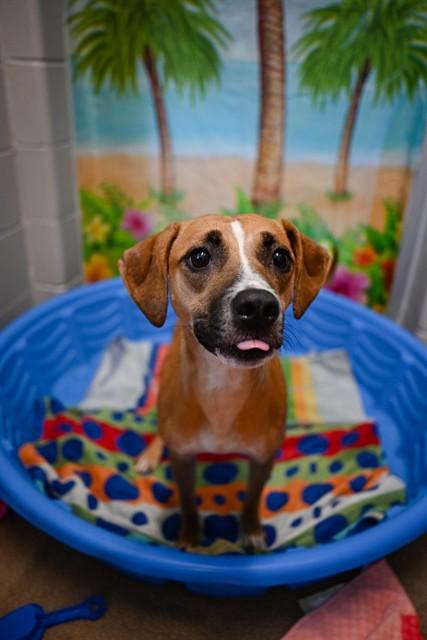 RUBY, Adoptable, Young Female Black Mouth Cur & Mixed Breed.