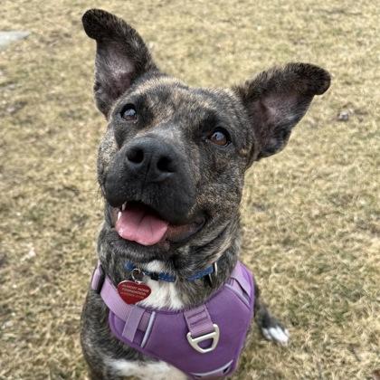 Enlarge Kinsley, a Adoptable Mixed Breed in Elk Grove Village, IL image 1/3