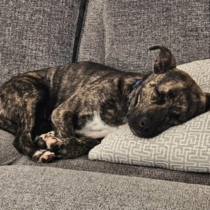 Kinsley, Adoptable, Young Female Mixed Breed & Mixed Breed.