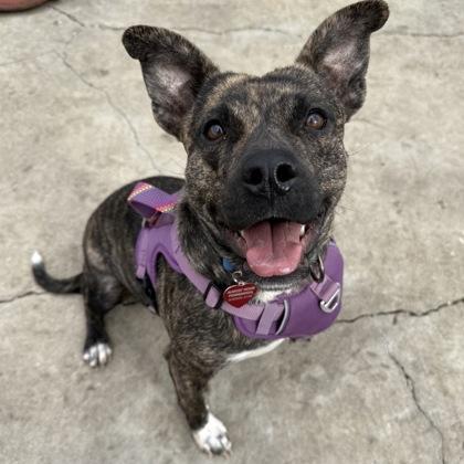 Enlarge Kinsley, a Adoptable Mixed Breed in Elk Grove Village, IL image 2/3