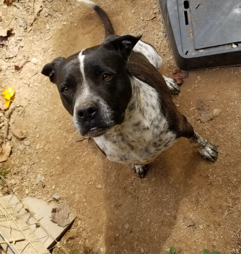 Bailey, a Adoptable mixed breed in Jasper, GA image 1/2