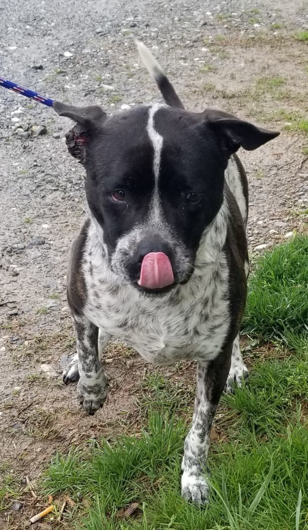 Bailey, a Adoptable mixed breed in Jasper, GA image 2/2