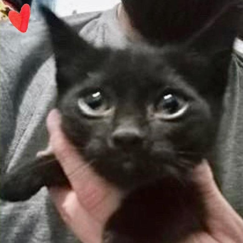 Enlarge Jet, a Adoptable Domestic Short Hair in Los Angeles, CA image 1/1