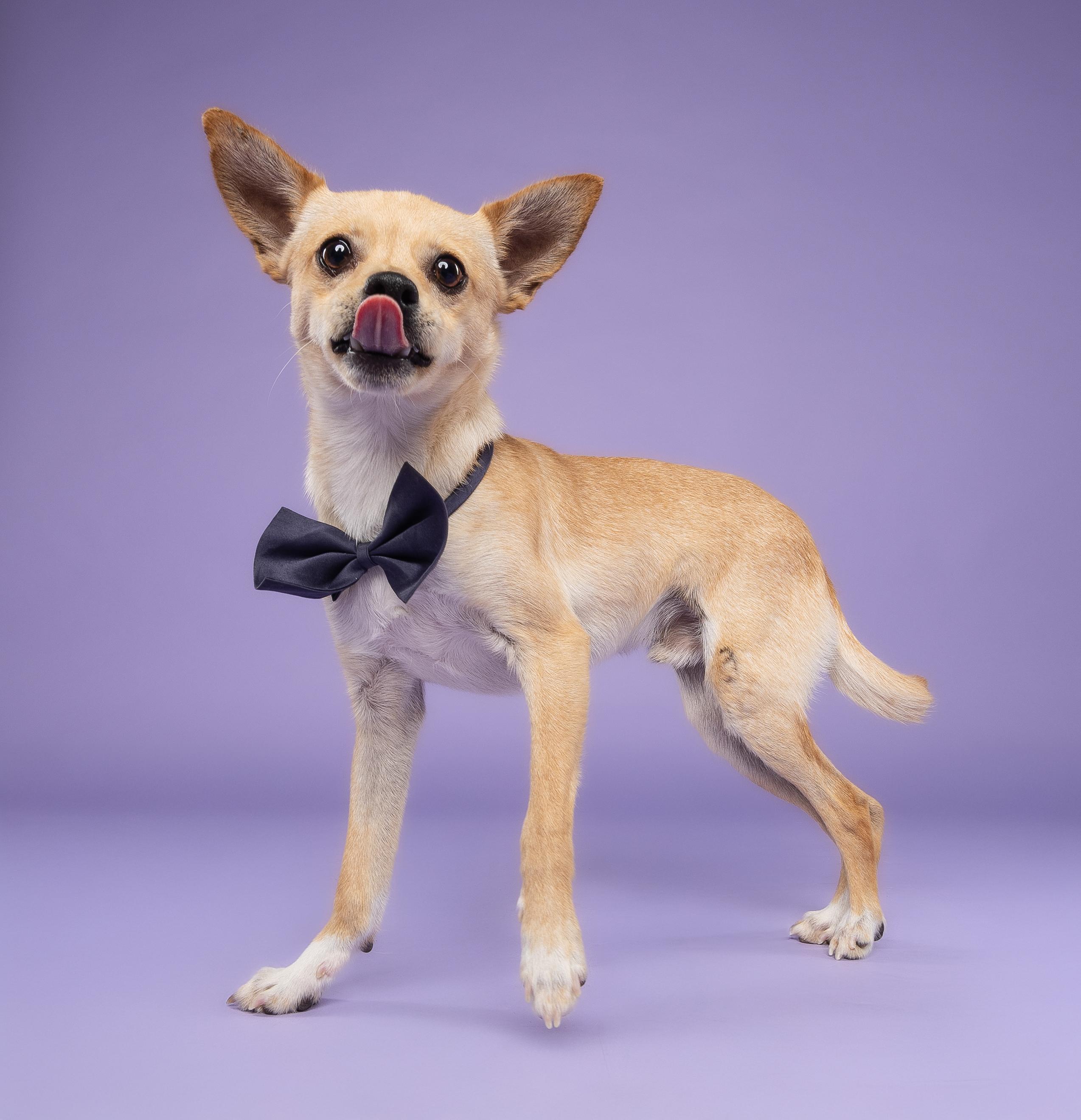 Cortadito, a Adoptable Chihuahua in Loxahatchee, FL image 1/4