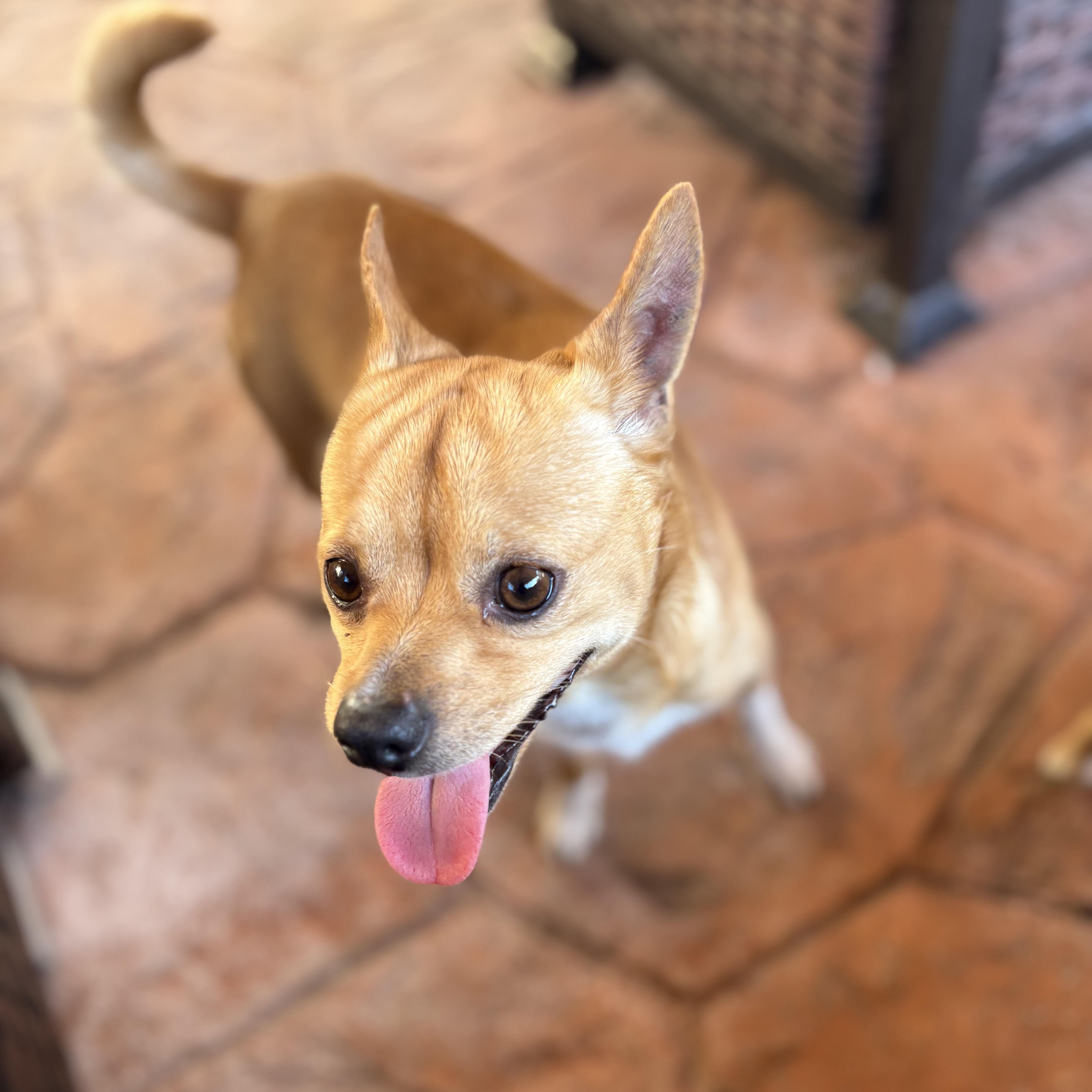 Cortadito, a ADOPTABLE Chihuahua in Miramar, FL image 2/3