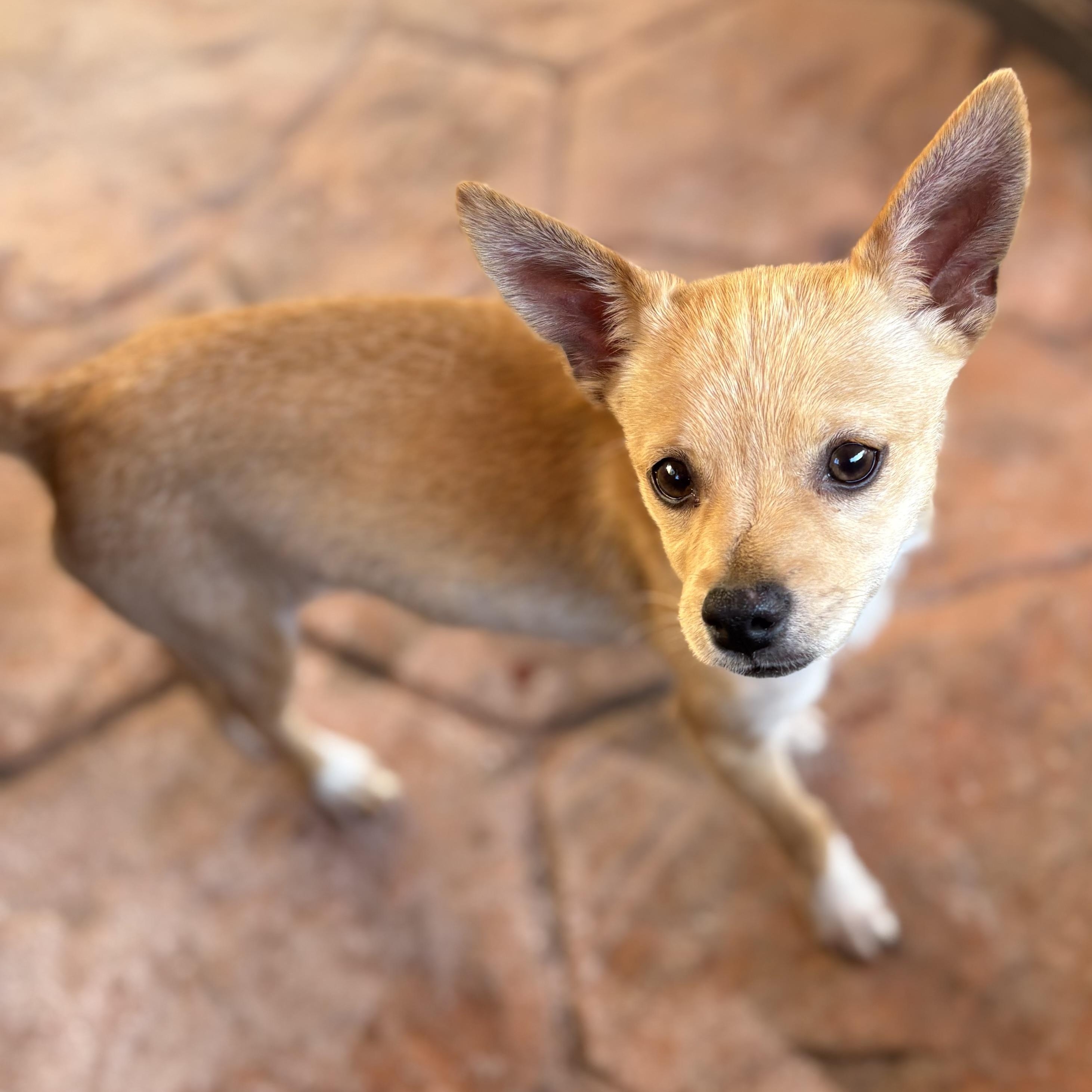 Cortadito, a ADOPTABLE Chihuahua in Miramar, FL image 1/3