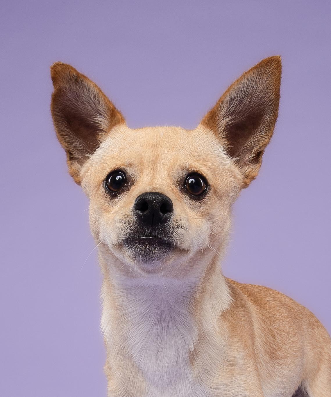 Cortadito, a Adoptable Chihuahua in Loxahatchee, FL image 2/4
