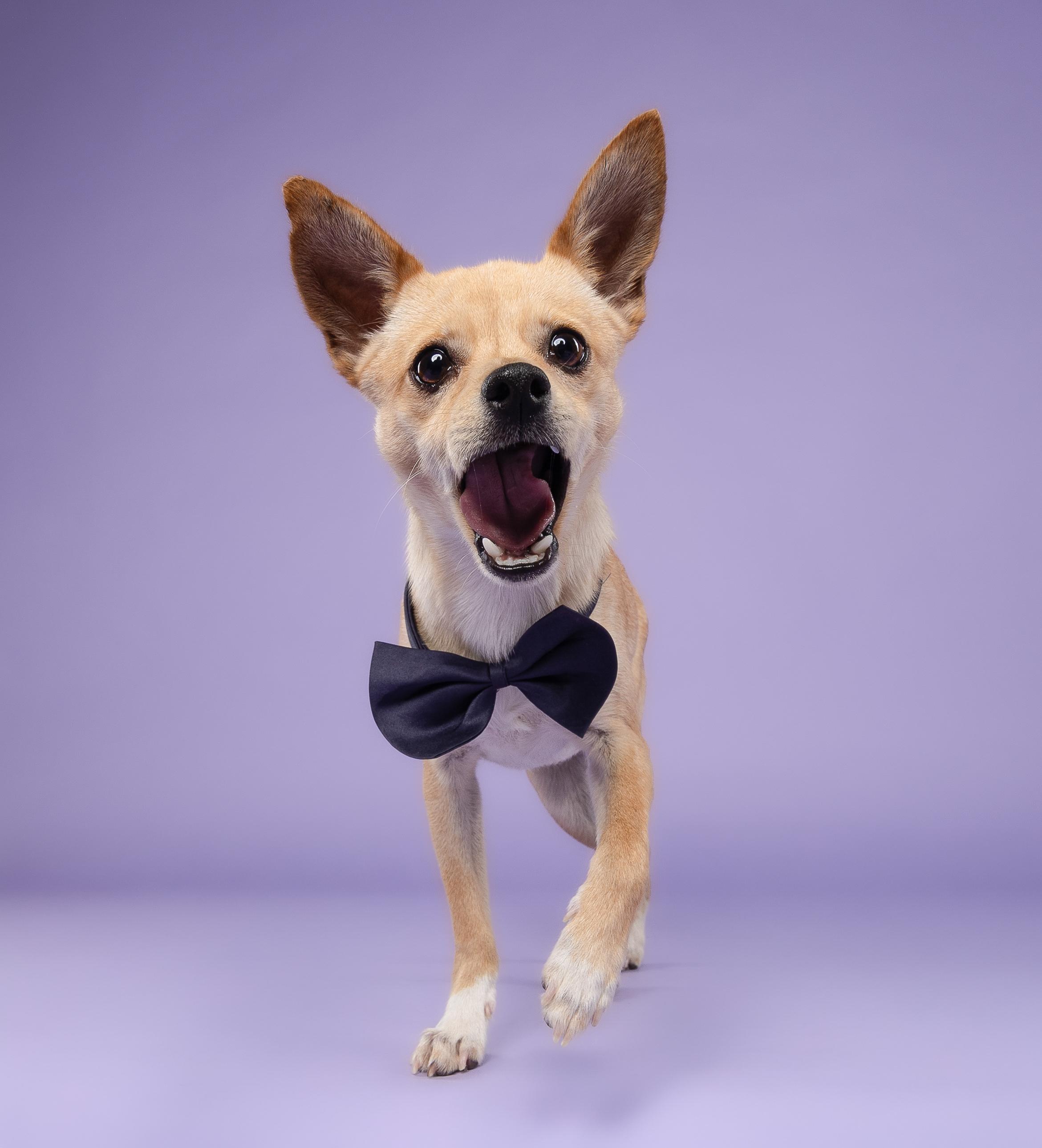 Cortadito, a Adoptable Chihuahua in Loxahatchee, FL image 3/4