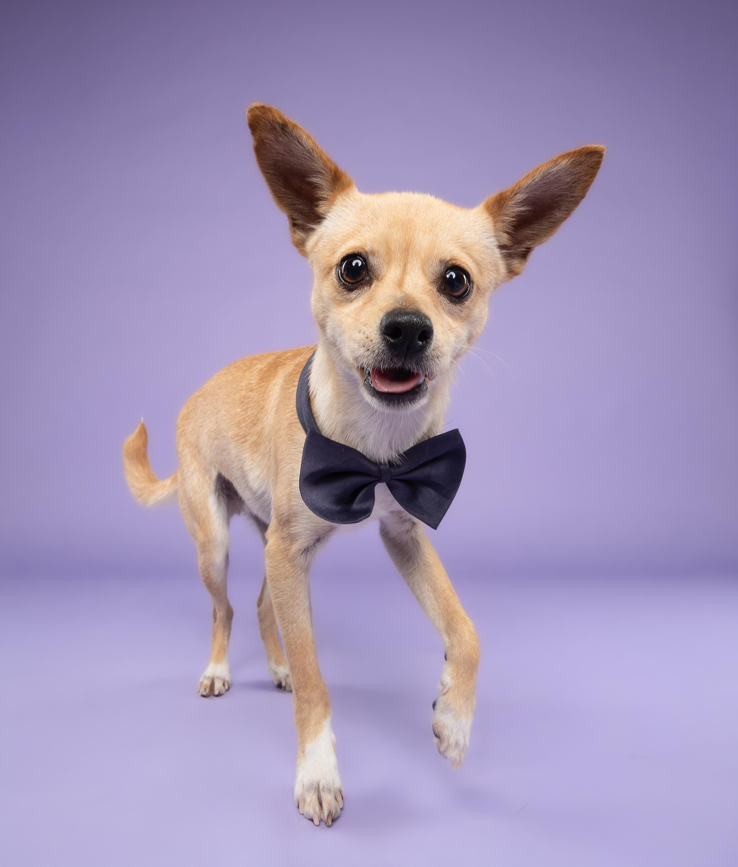 Cortadito, a Adoptable Chihuahua in Loxahatchee, FL image 4/4