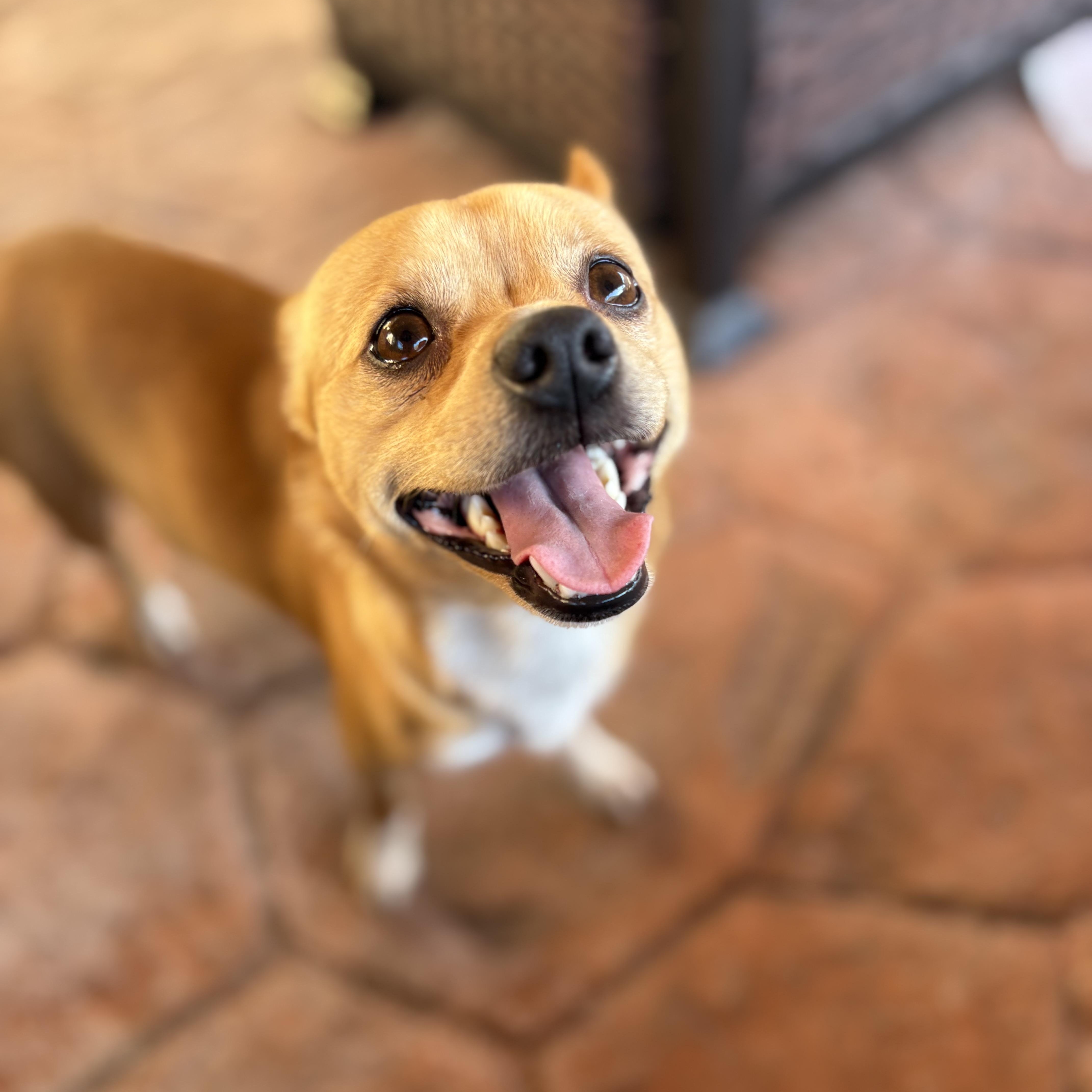 Cortadito, a ADOPTABLE Chihuahua in Miramar, FL image 3/3