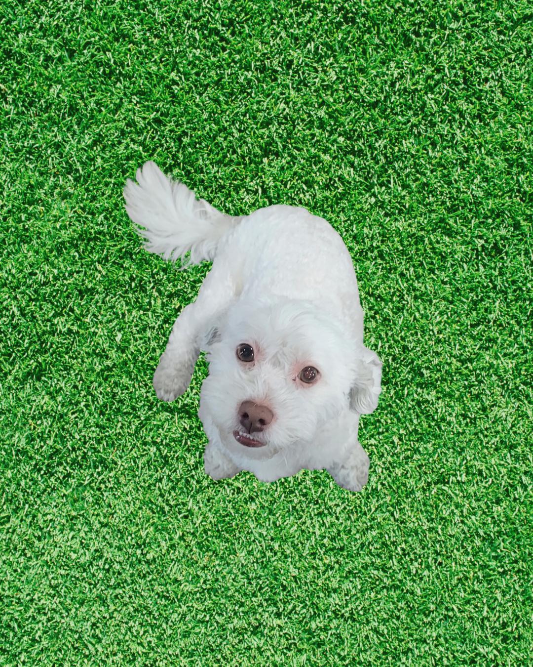 Ollie (I love playing fetch!), an adoptable Maltipoo, Bichon Frise in Fremont, CA, 94539 | Photo Image 3