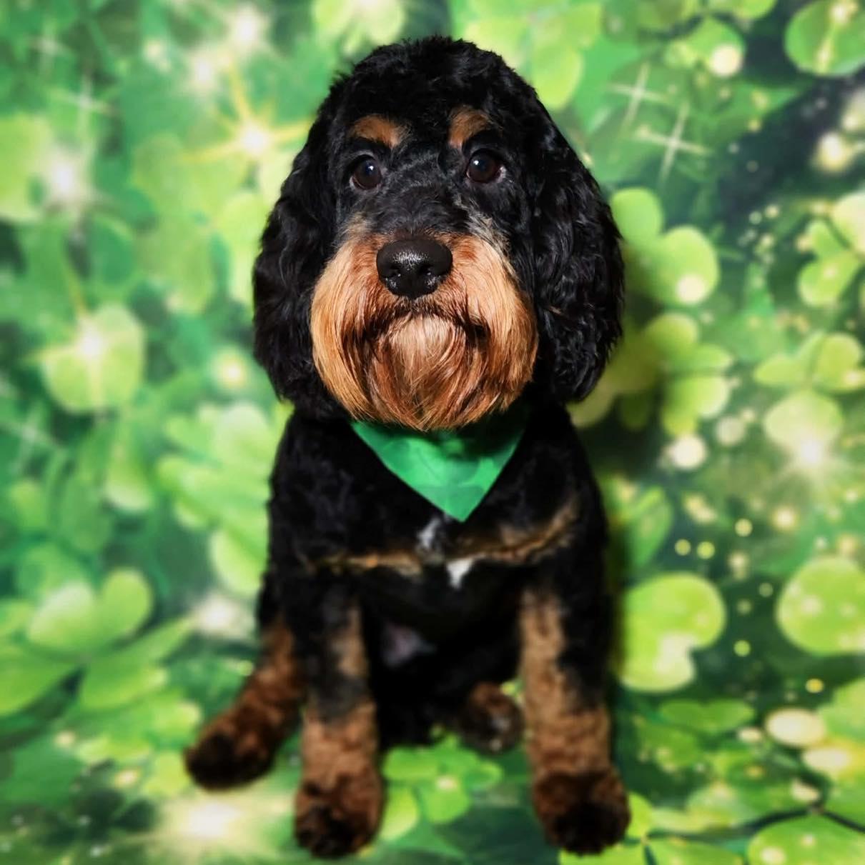 Enlarge Carl, a ADOPTABLE mixed breed in Broken Arrow, OK image 3/6