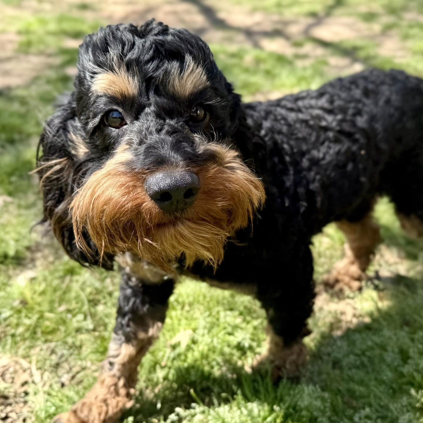 Enlarge Carl, a ADOPTABLE mixed breed in Broken Arrow, OK image 2/6