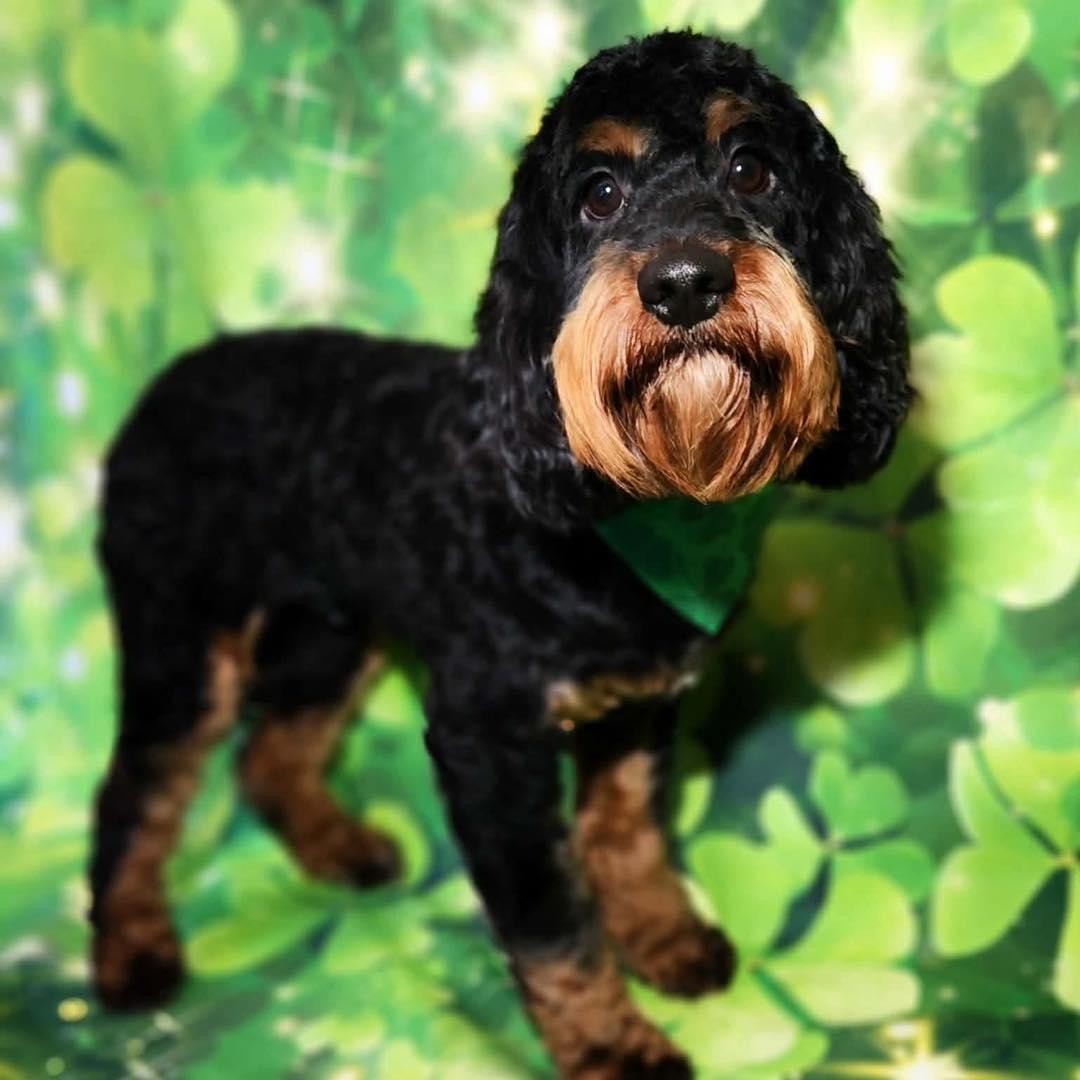 Enlarge Carl, a ADOPTABLE mixed breed in Broken Arrow, OK image 1/6