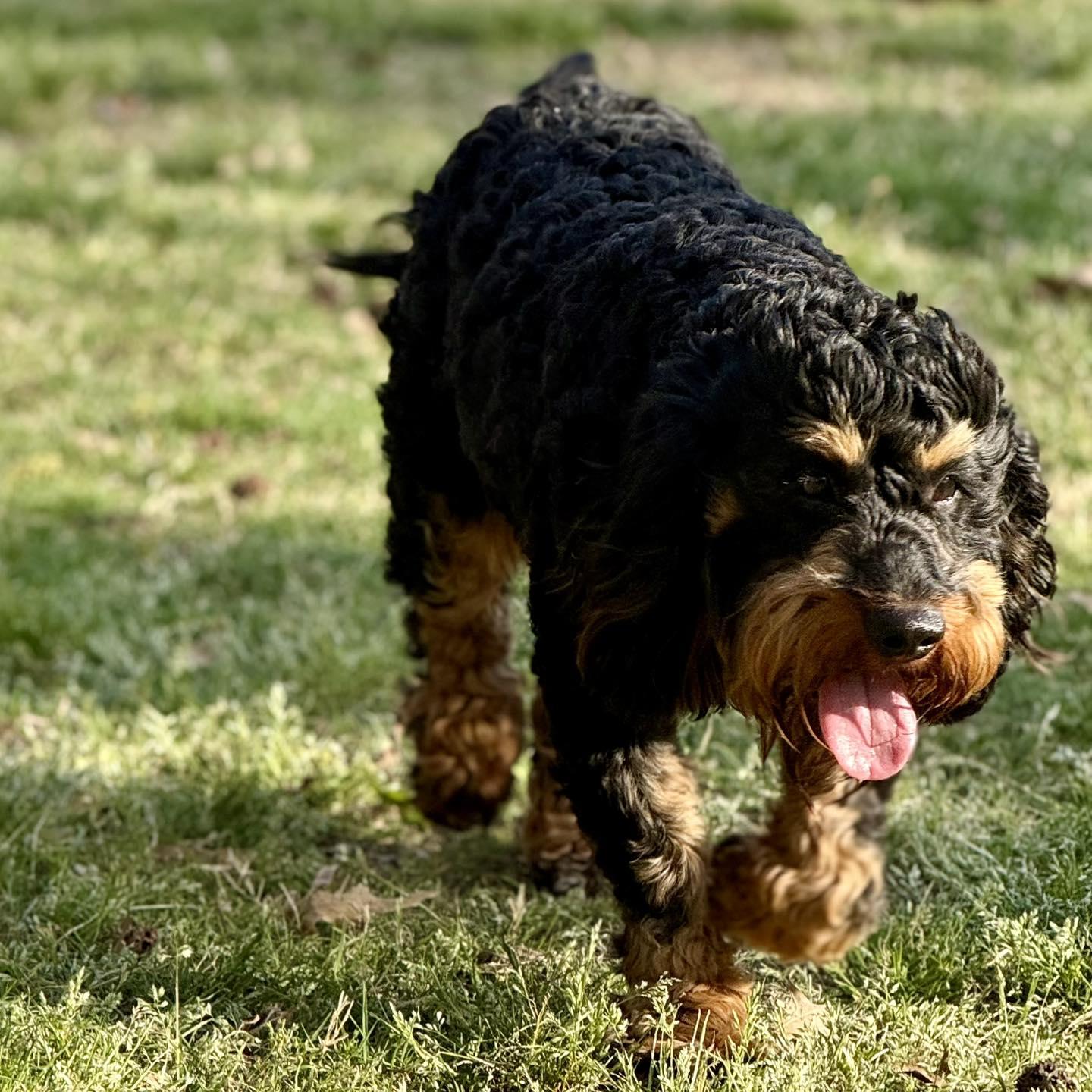 Enlarge Carl, a ADOPTABLE mixed breed in Broken Arrow, OK image 6/6