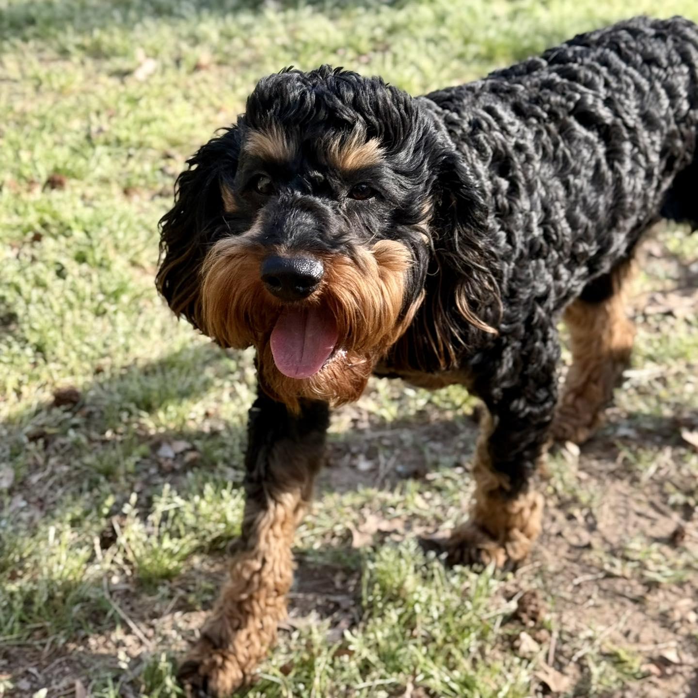 Enlarge Carl, a ADOPTABLE mixed breed in Broken Arrow, OK image 5/6