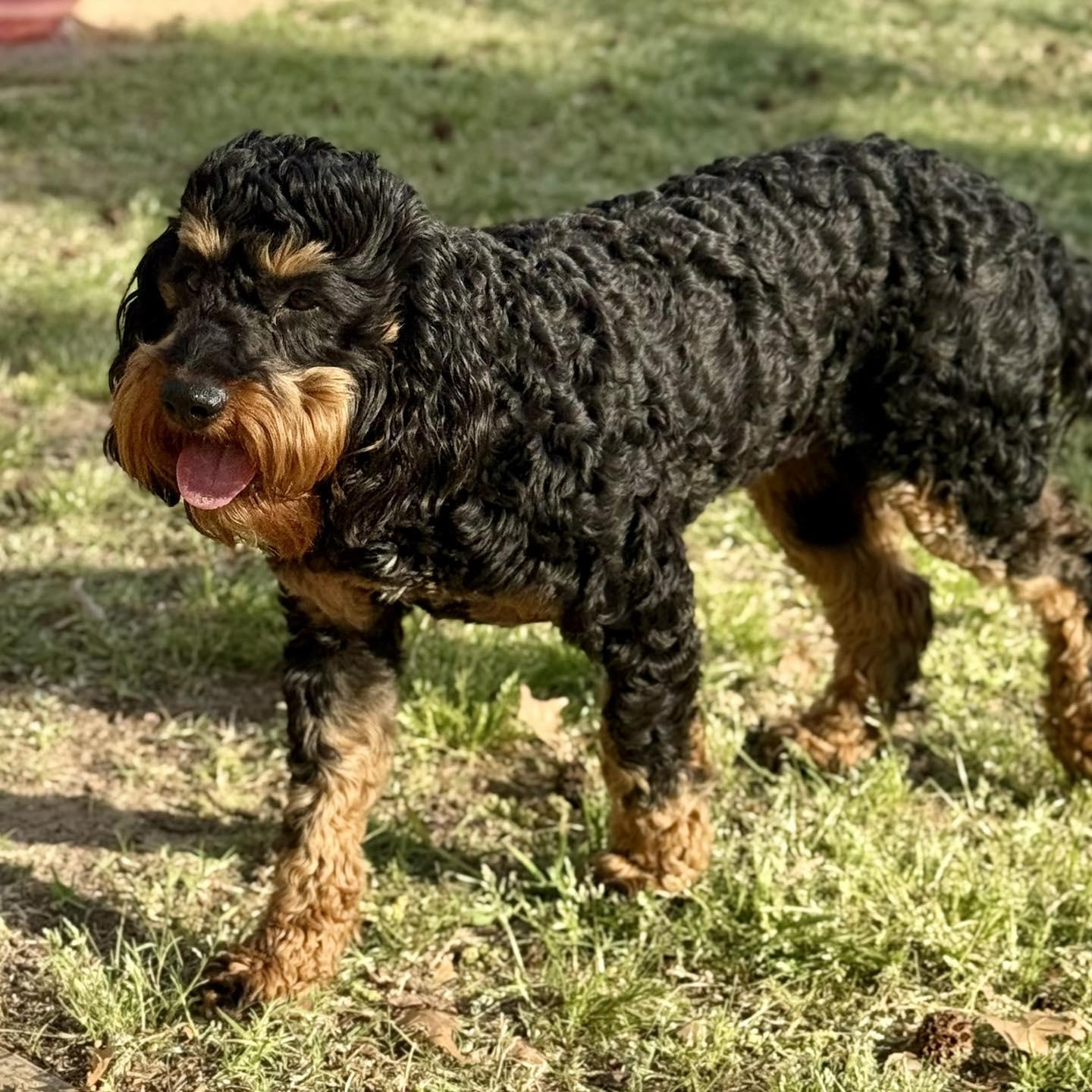Enlarge Carl, a ADOPTABLE mixed breed in Broken Arrow, OK image 4/6