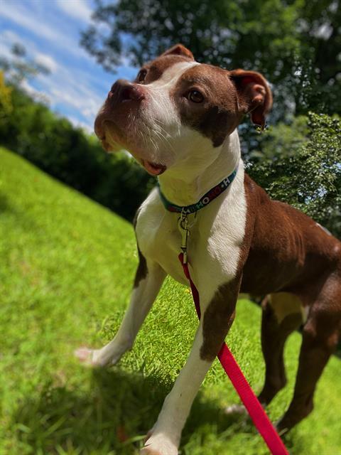 Enlarge BEA, a Adoptable Pit Bull Terrier in Charlotte, NC image 1/1
