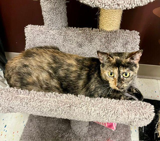 Enlarge Cordelia, a ADOPTABLE Domestic Short Hair in Lake Orion, MI image 3/6