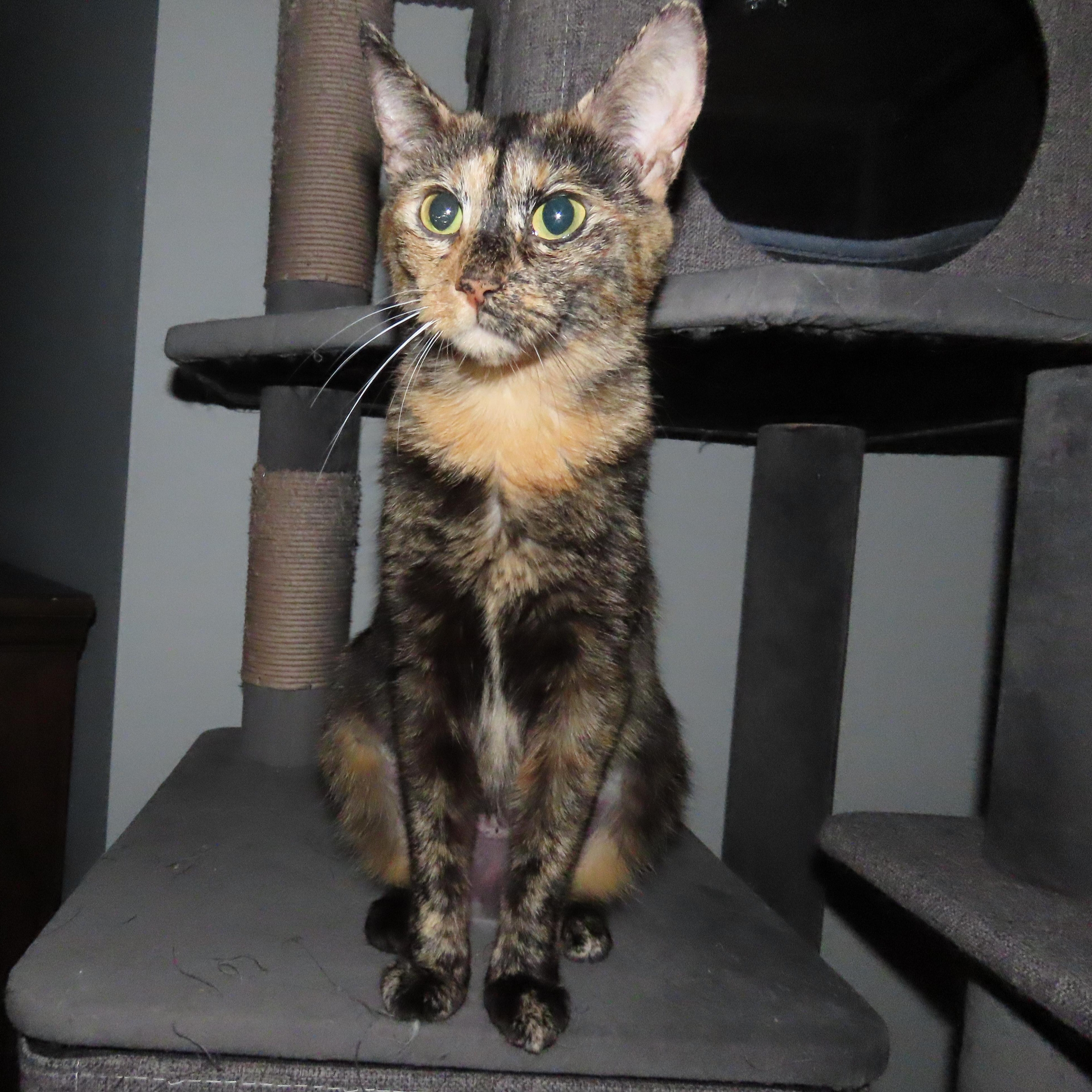 Cordelia, ADOPTABLE, Adult Female Domestic Short Hair.