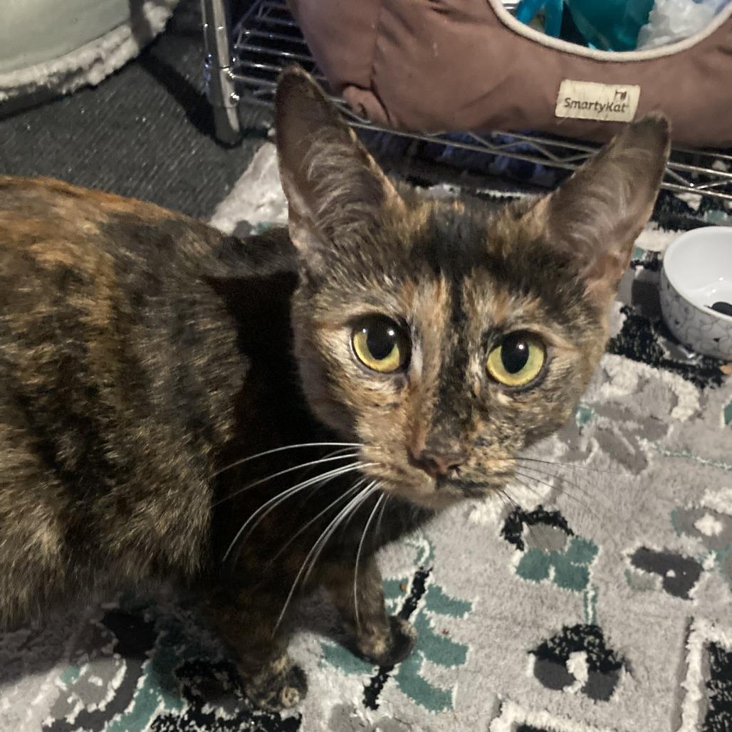 Enlarge Cordelia, a ADOPTABLE Domestic Short Hair in Lake Orion, MI image 2/4