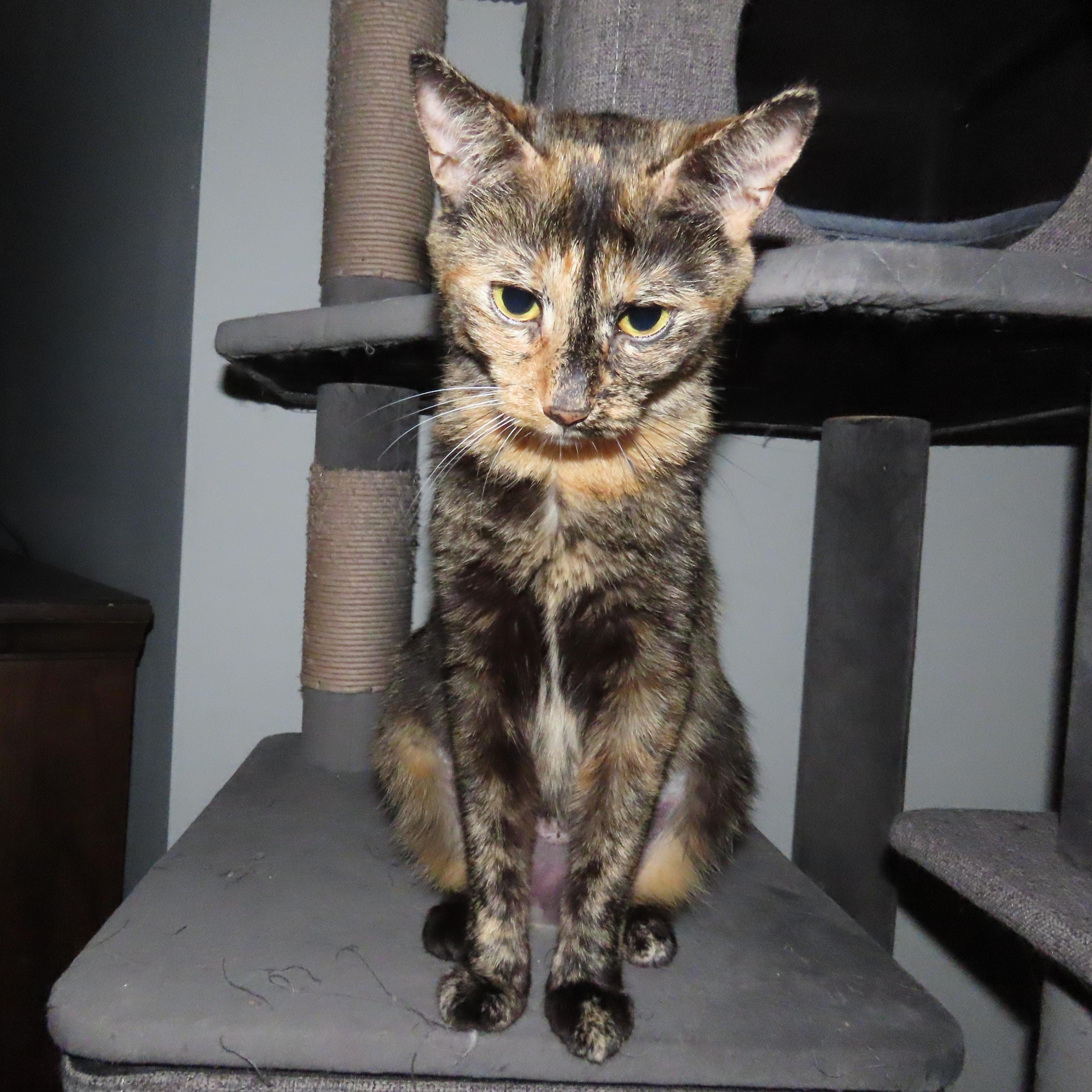 Enlarge Cordelia, a ADOPTABLE Domestic Short Hair in Lake Orion, MI image 3/4