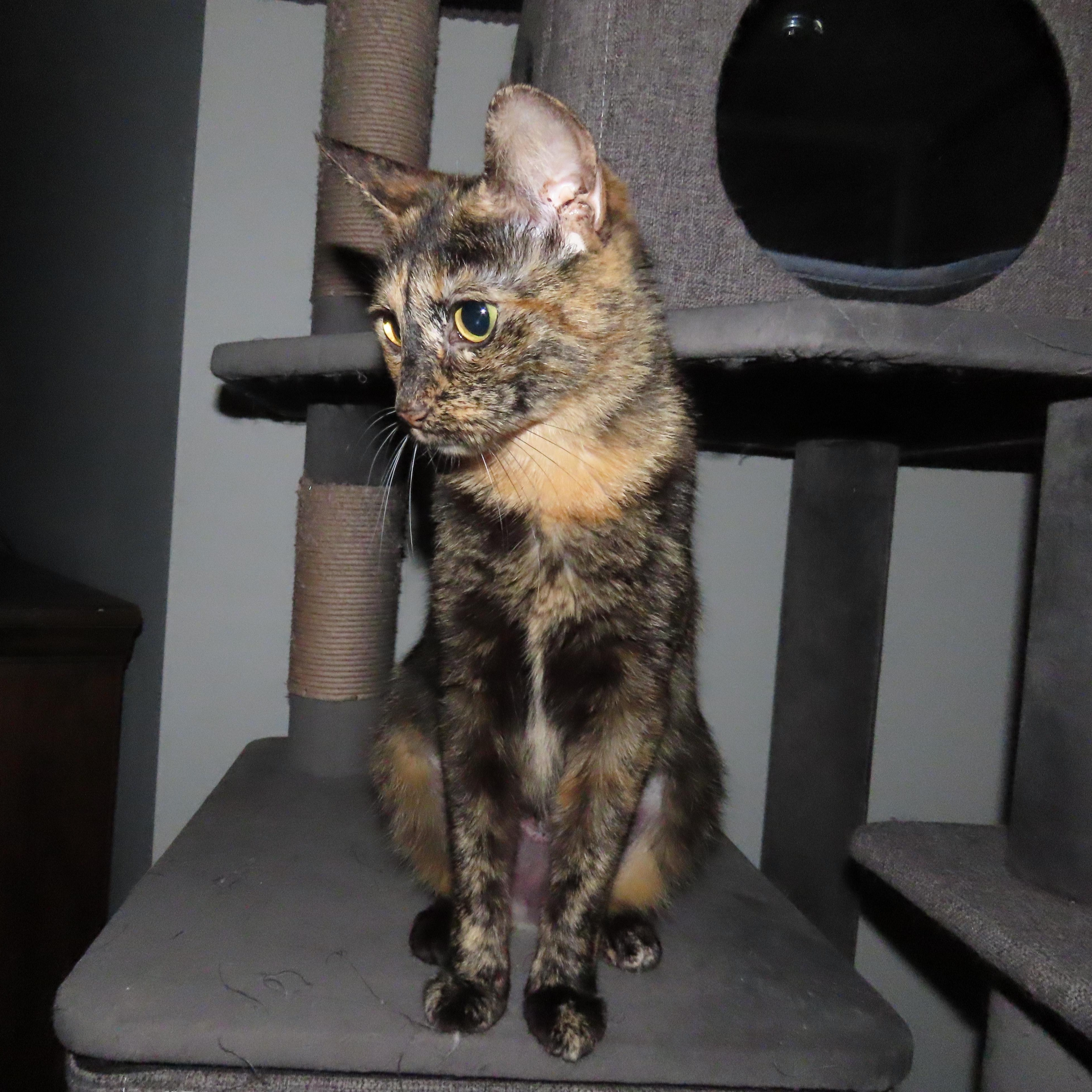 Enlarge Cordelia, a ADOPTABLE Domestic Short Hair in Lake Orion, MI image 4/4