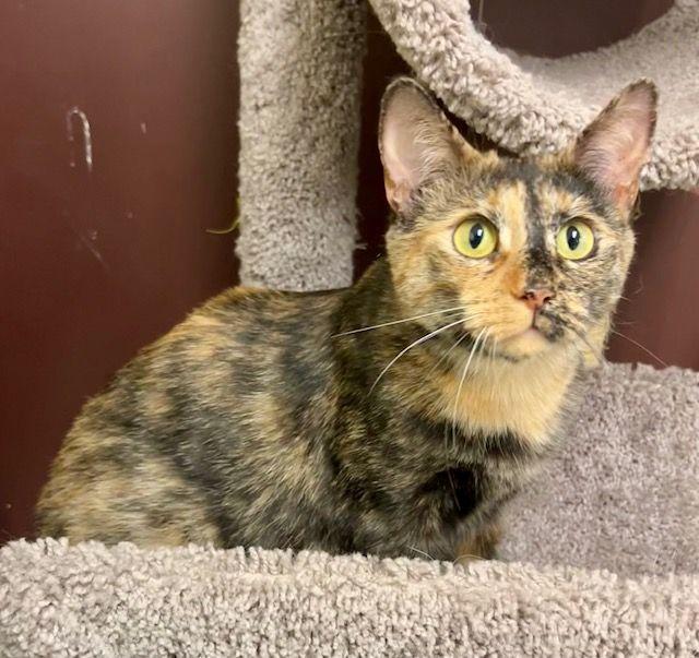Enlarge Cordelia, a ADOPTABLE Domestic Short Hair in Lake Orion, MI image 2/6