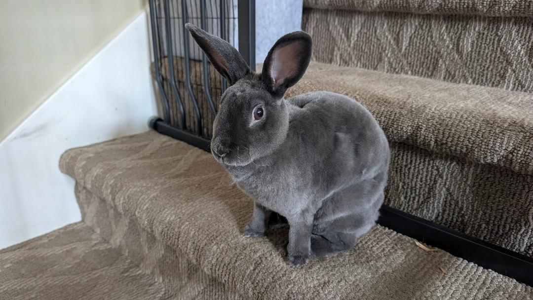 Enlarge Persephone, a Adoptable Rex in Lee's Summit, MO image 2/2