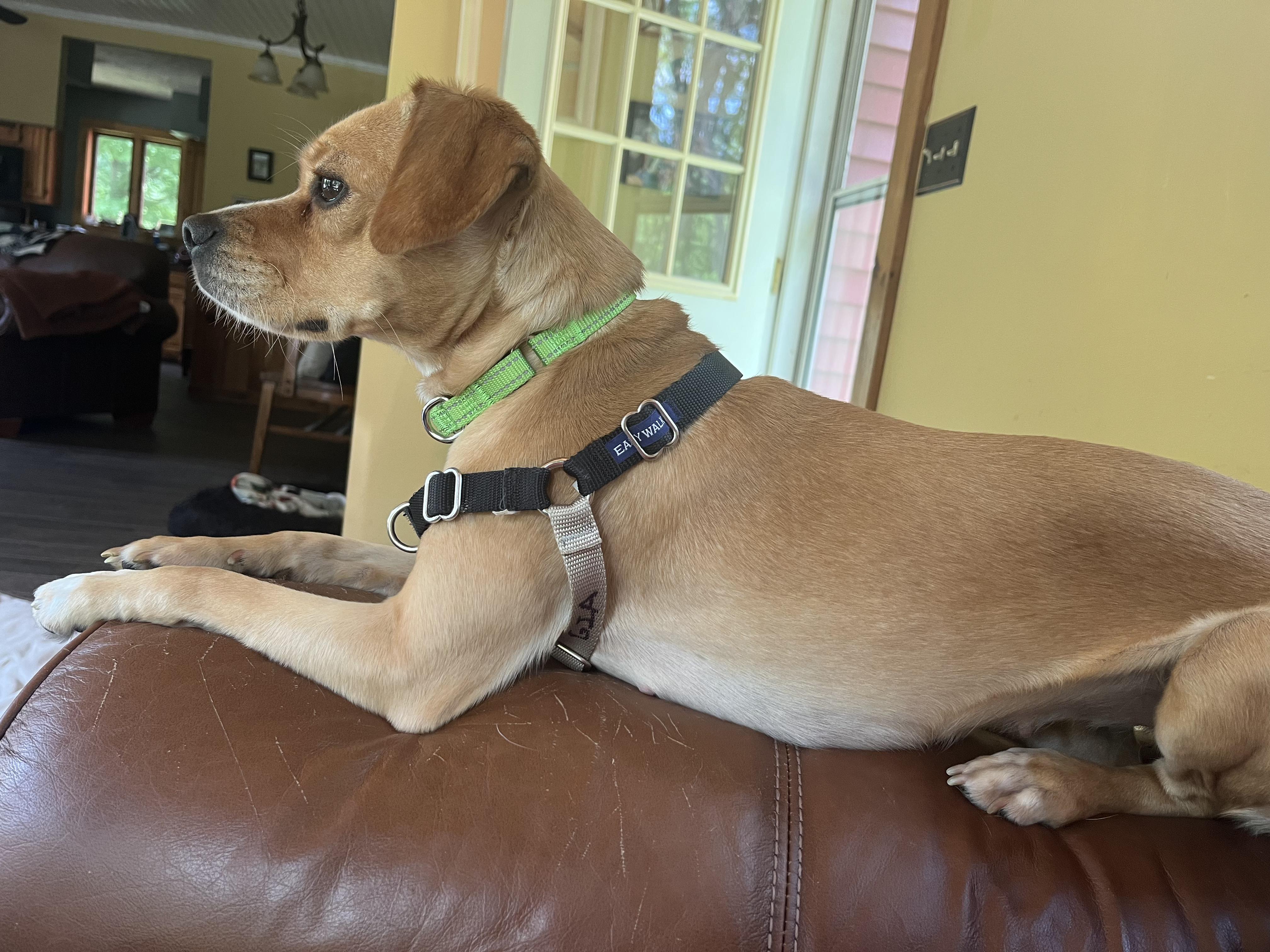 Enlarge Gia, a ADOPTABLE mixed breed in Athens, NY image 3/3