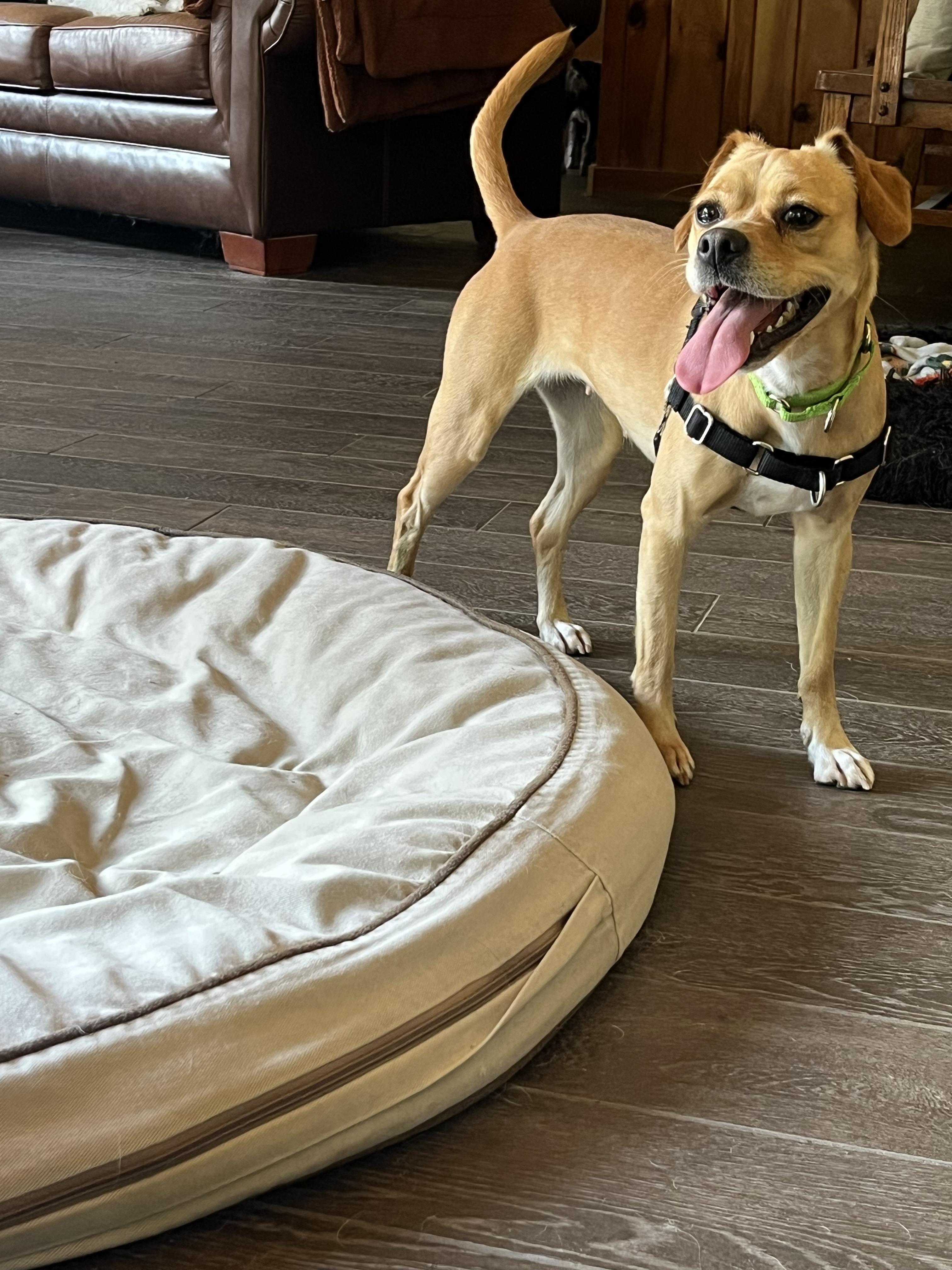 Enlarge Gia, a ADOPTABLE mixed breed in Athens, NY image 2/3