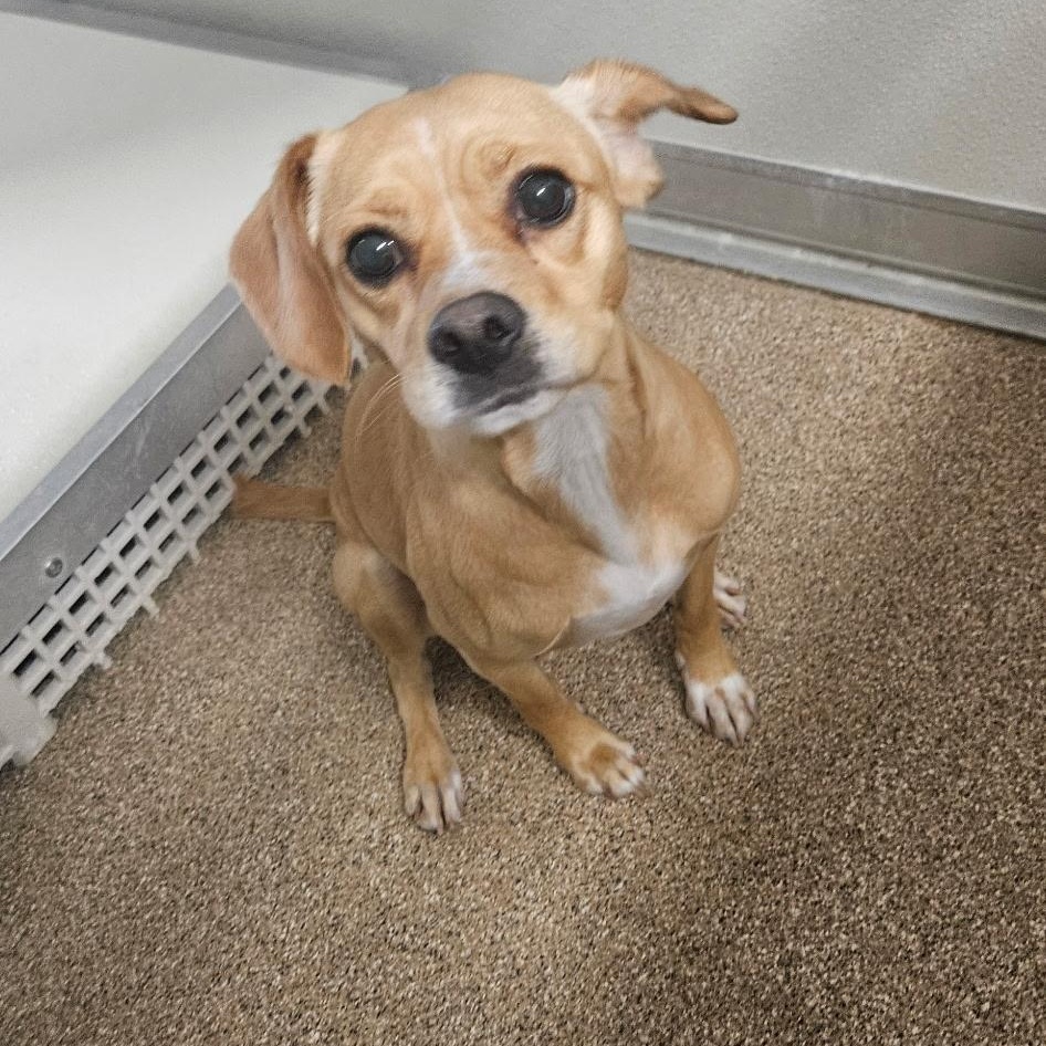 Gia, ADOPTABLE, Adult Female Pug.
