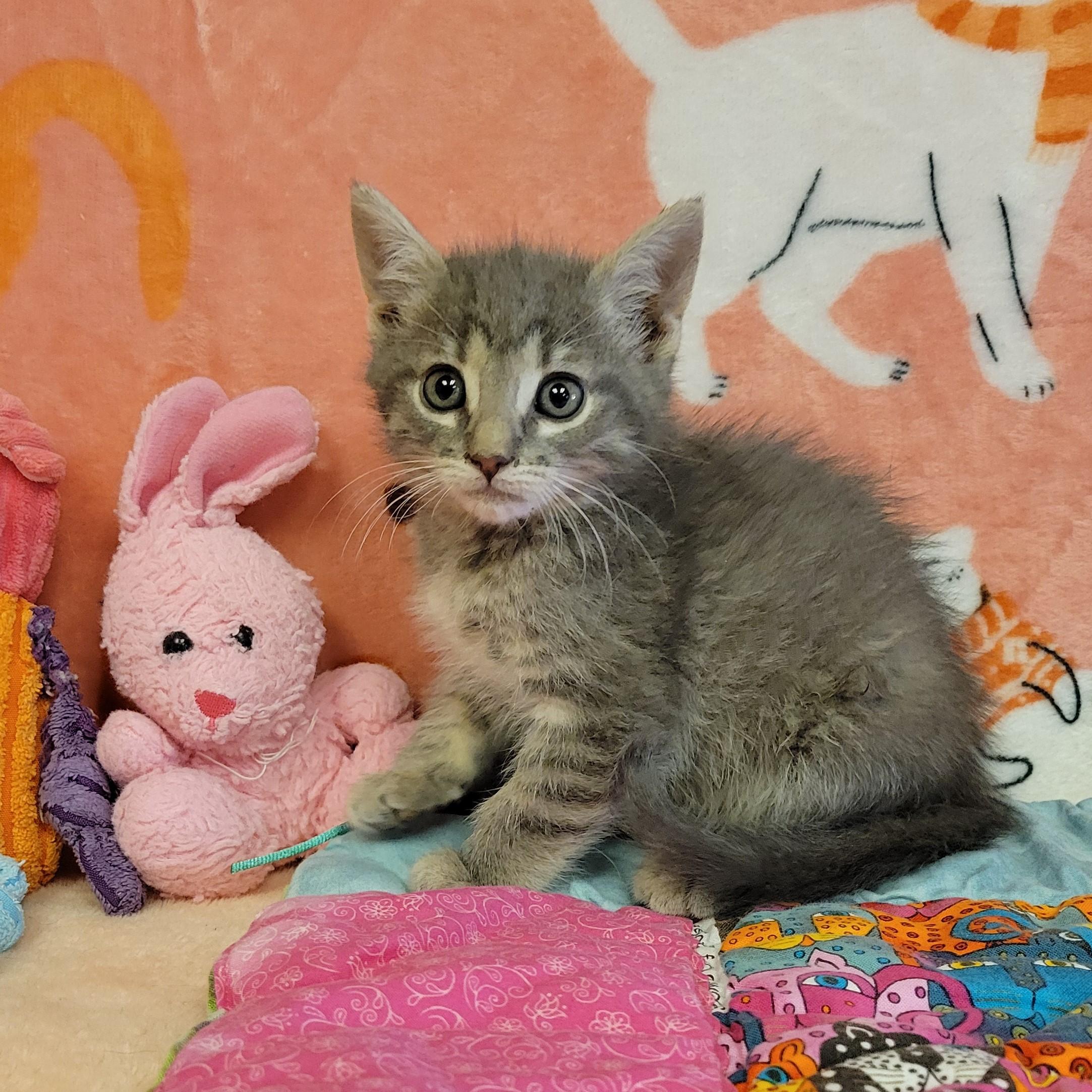 Enlarge Marble, a ADOPTABLE mixed breed in ALPINE, TX image 5/5