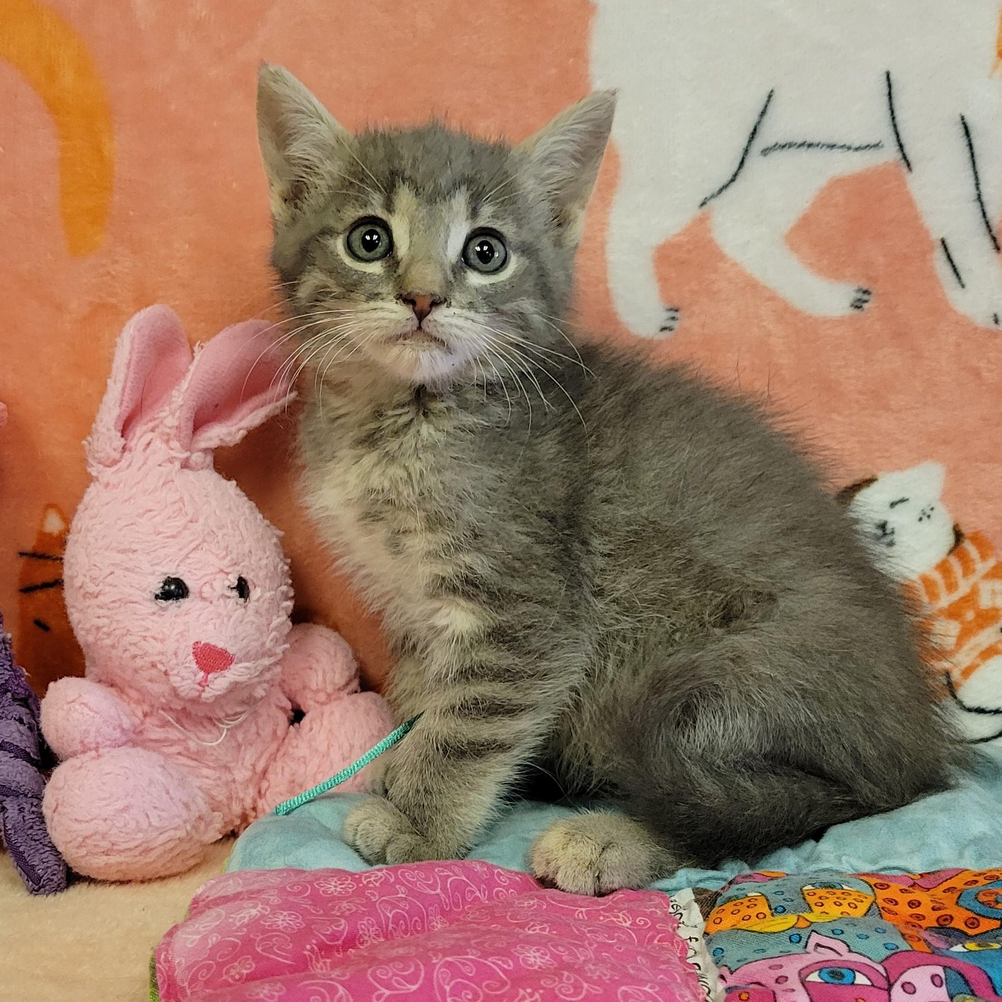 Enlarge Marble, a ADOPTABLE mixed breed in ALPINE, TX image 2/5