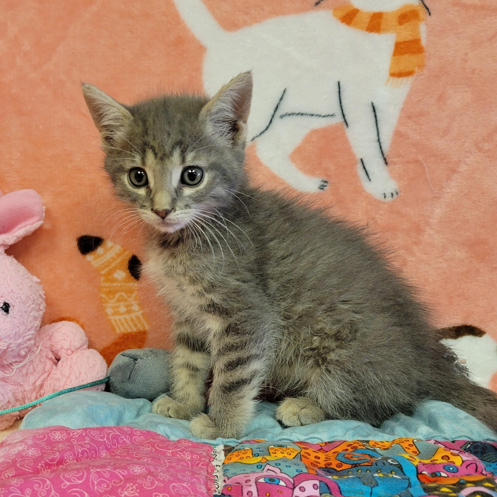 Enlarge Marble, a ADOPTABLE mixed breed in ALPINE, TX image 4/5