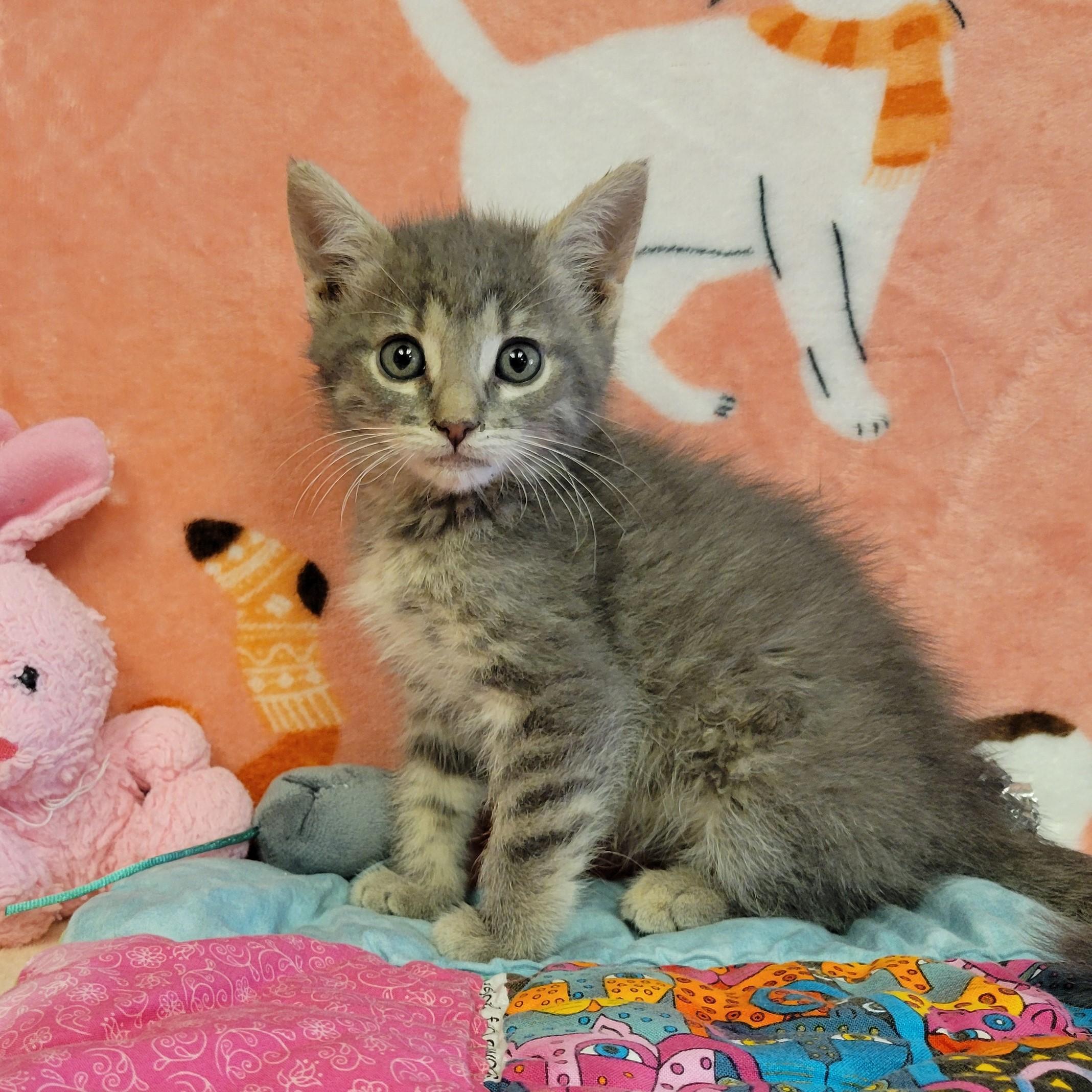 Enlarge Marble, a ADOPTABLE mixed breed in ALPINE, TX image 1/5