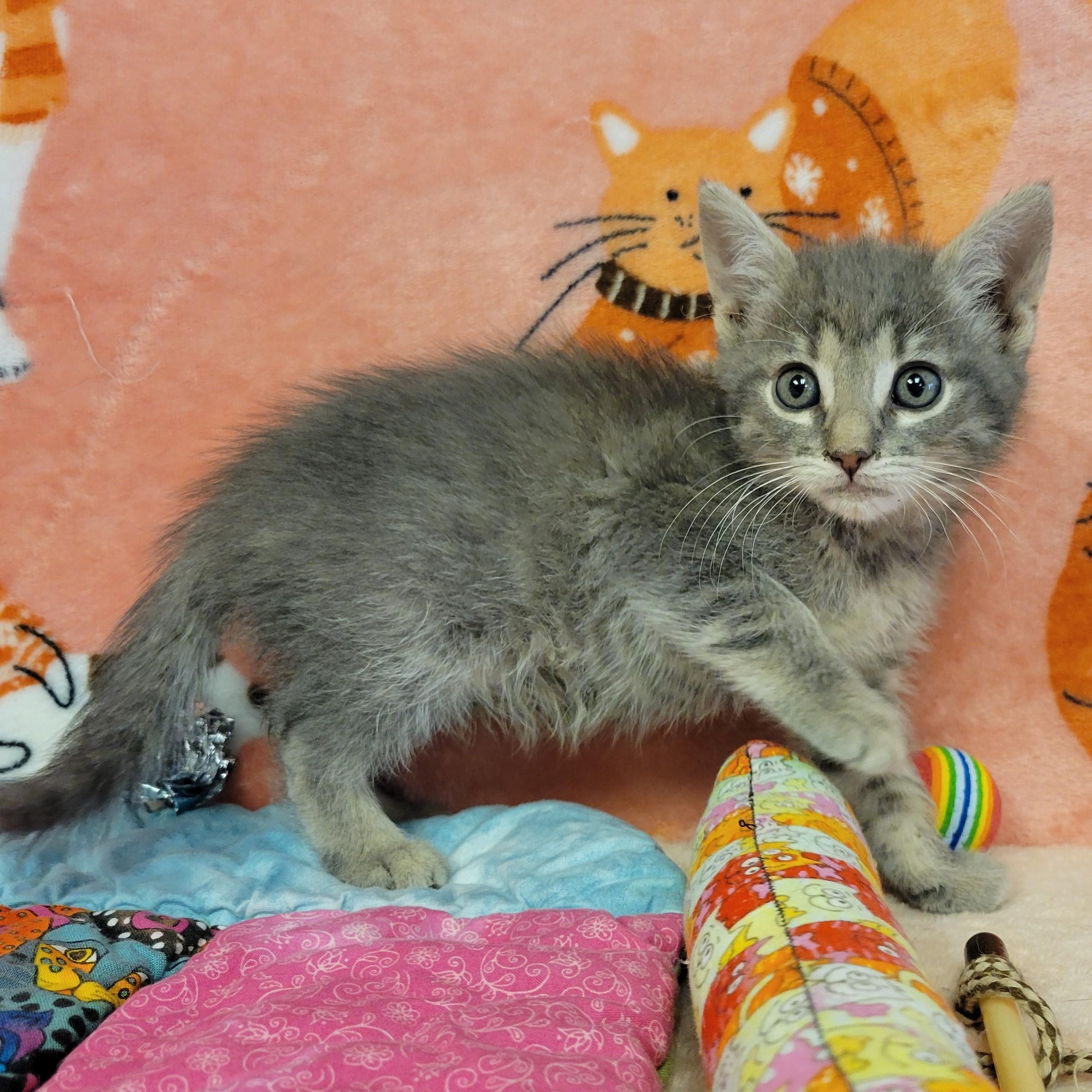 Enlarge Marble, a ADOPTABLE mixed breed in ALPINE, TX image 3/5