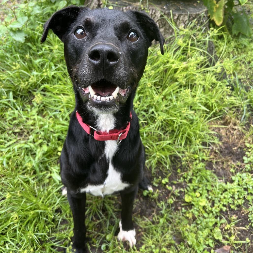 Enlarge Rocky, a Adoptable mixed breed in Ancaster, ON image 6/6
