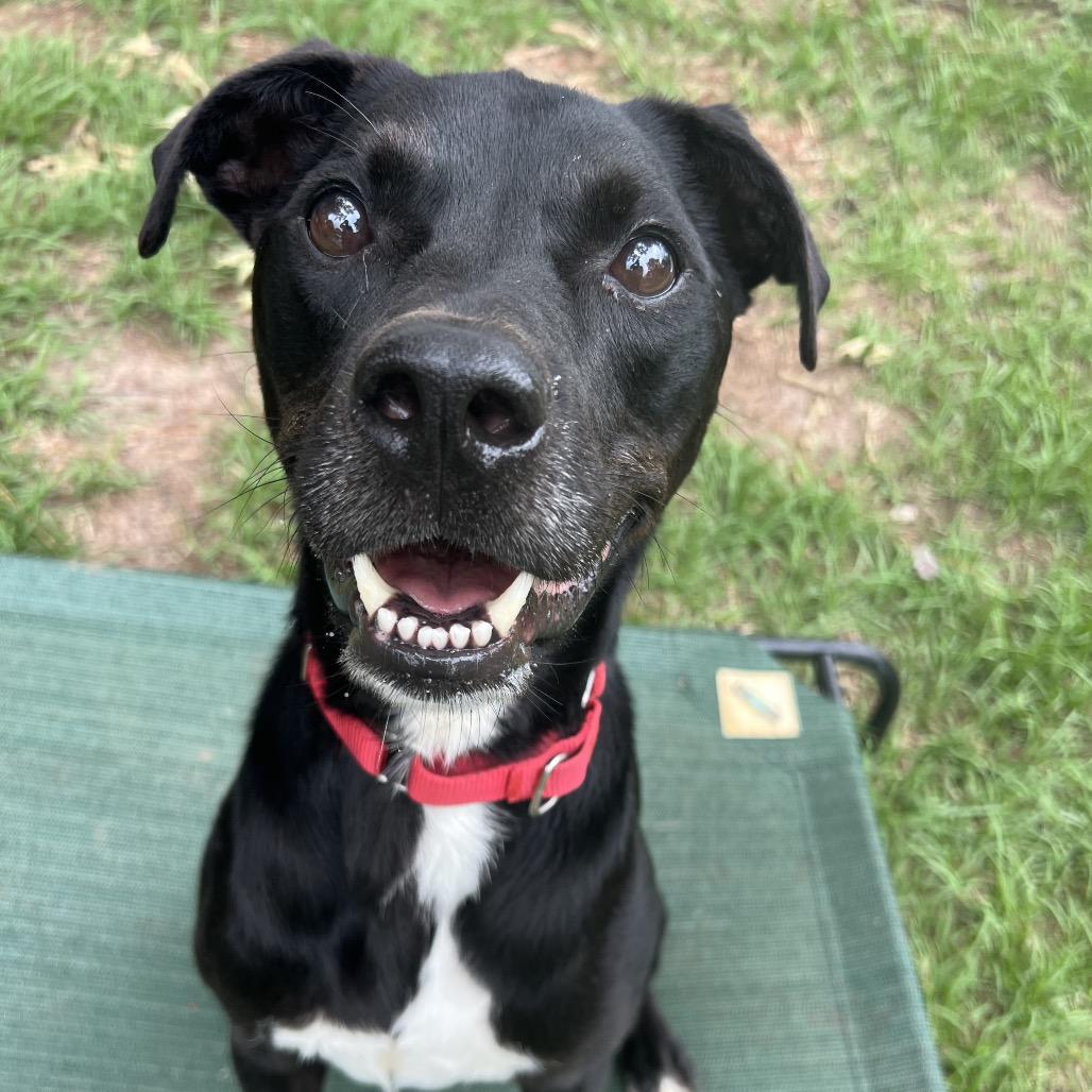 Enlarge Rocky, a Adoptable mixed breed in Ancaster, ON image 5/6
