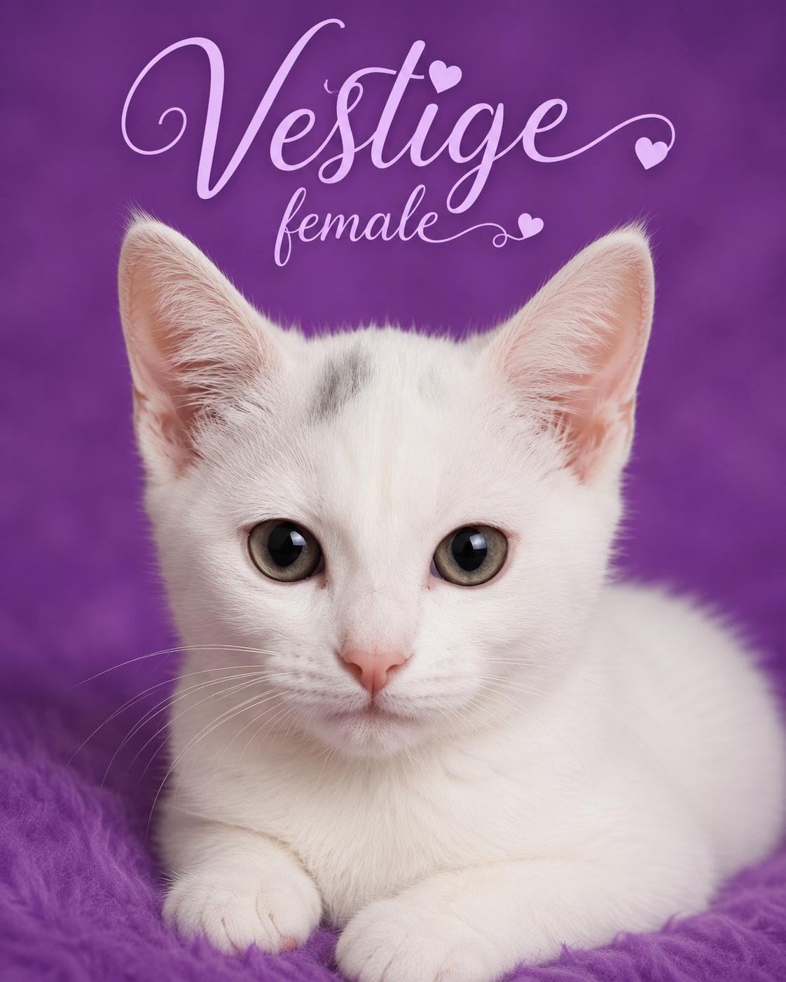 Vestige and kittens available at PetSmart Northwest RENO, adopted, Young Female Domestic Short Hair.