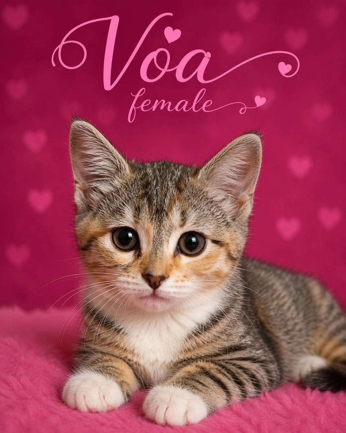 Vestige and kittens available at PetSmart Northwest RENO, an adopted mixed breed in Reno, NV image 2/2