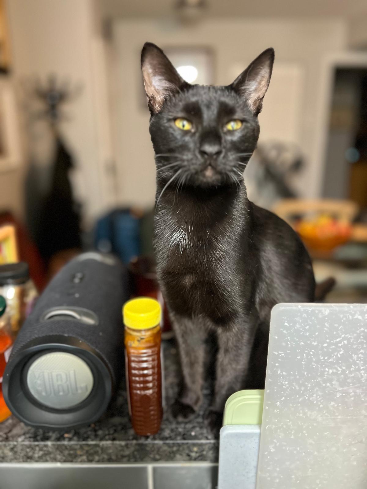 Susan Storm, Adoptable, Young Female Domestic Short Hair.