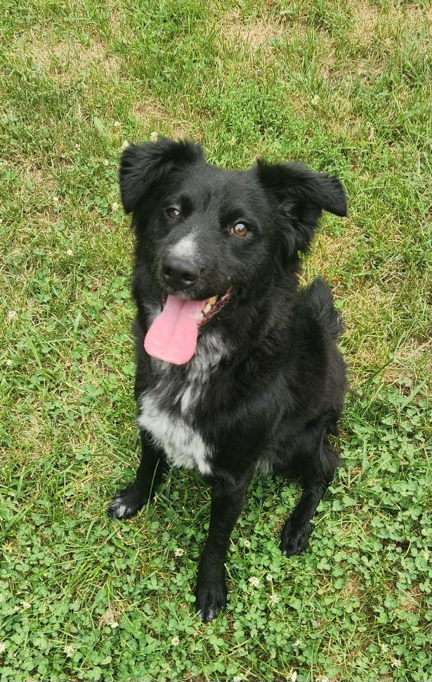 Everest, Adoptable, Adult Female Collie & Australian Shepherd.