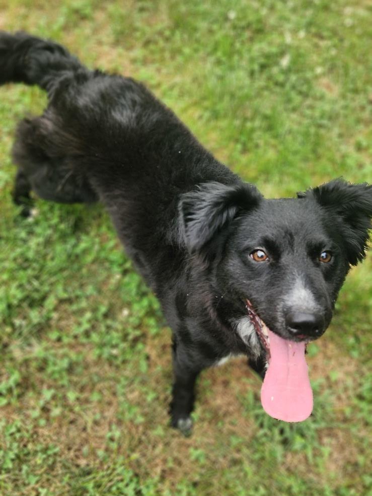 Enlarge Everest, a Adoptable mixed breed in Stanley, VA image 3/3