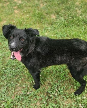 Enlarge Everest, a Adoptable mixed breed in Stanley, VA image 2/3