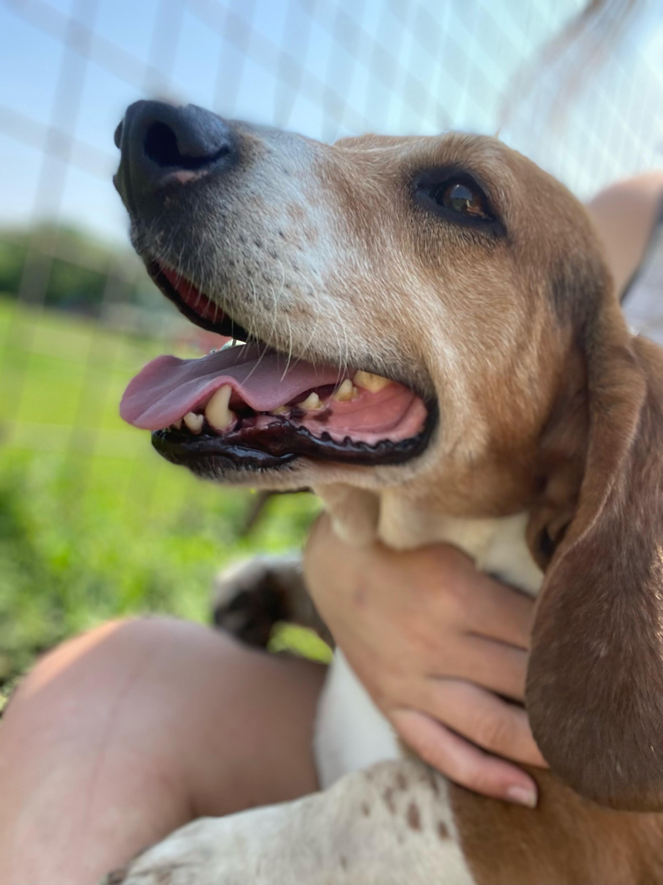Louise, Young Female Basset Hound