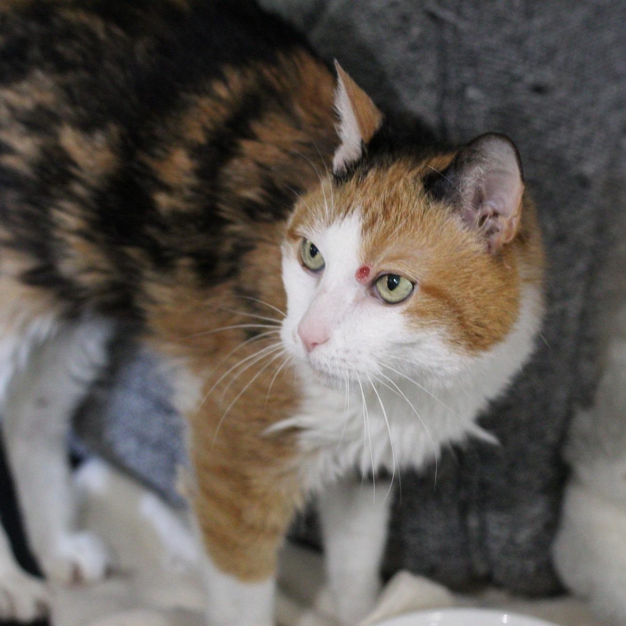 Little Princess "LP", Adult Female Domestic Short Hair