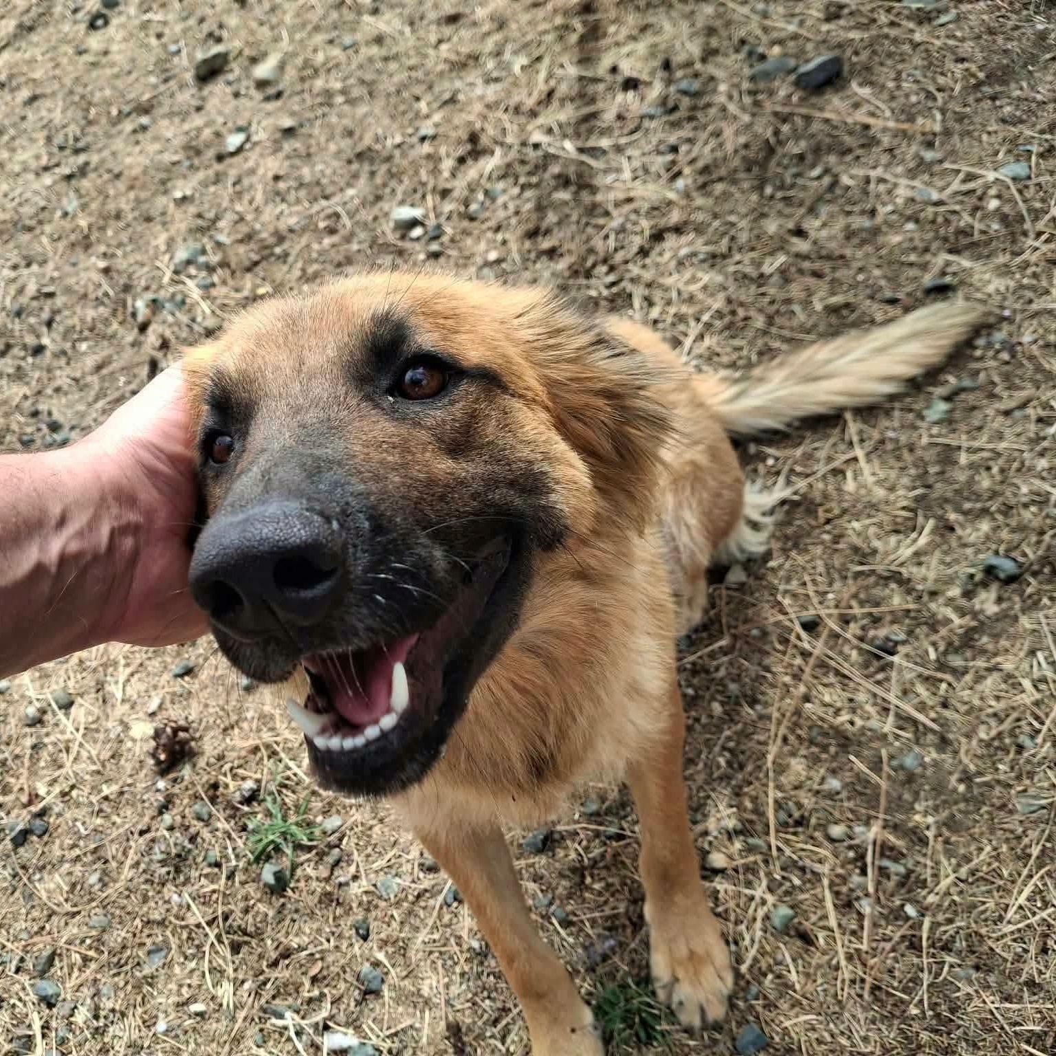 Enlarge Maple-Mom of the Fall Pups, a Adoptable mixed breed in Weaverville, CA image 5/5